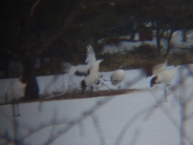 特別天然記念物・タンチョウ１６の写真の写真