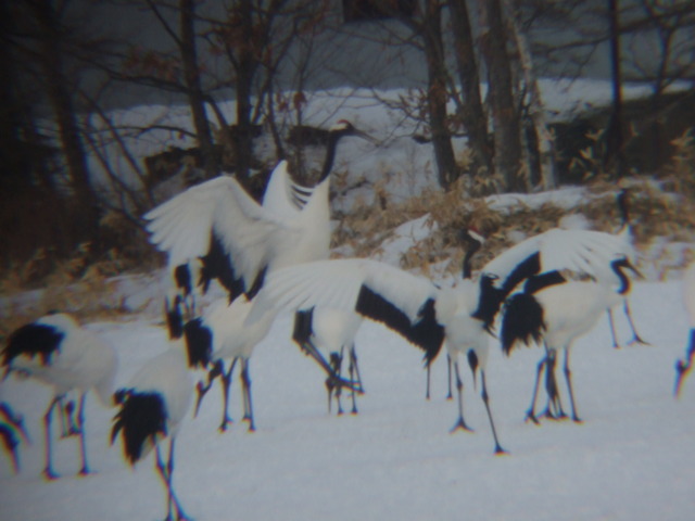 特別天然記念物・タンチョウ１７の写真の写真