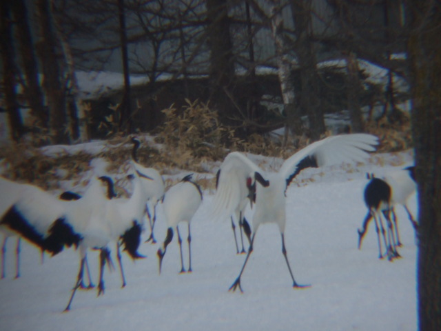 特別天然記念物・タンチョウ１８の写真の写真