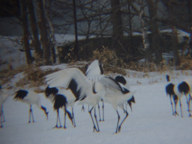 特別天然記念物・タンチョウ１９の写真の写真