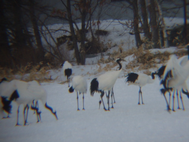 特別天然記念物・タンチョウ２０の写真の写真