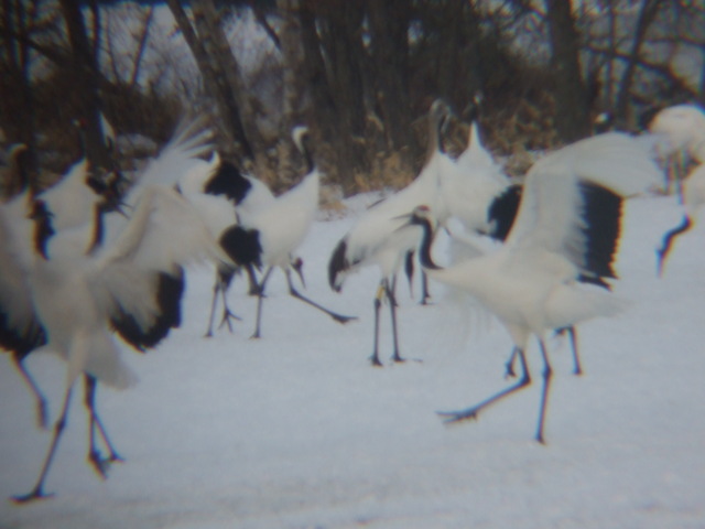 特別天然記念物・タンチョウ２１の写真の写真