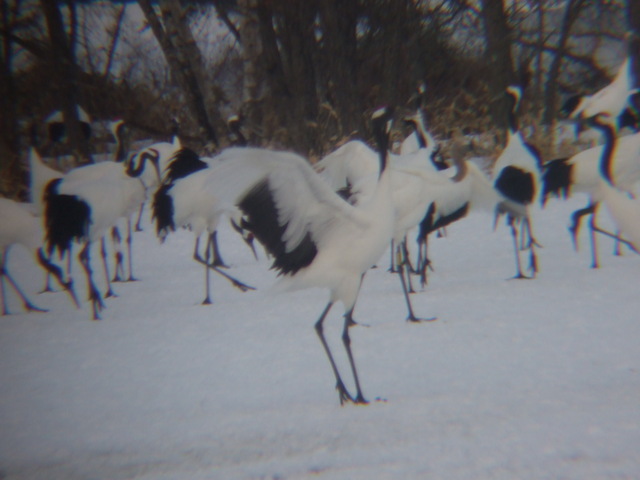 特別天然記念物・はばたくタンチョウの写真の写真