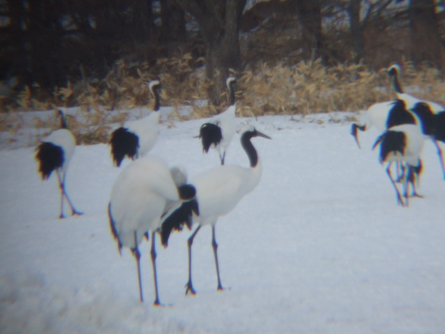 特別天然記念物・タンチョウ２３の写真の写真