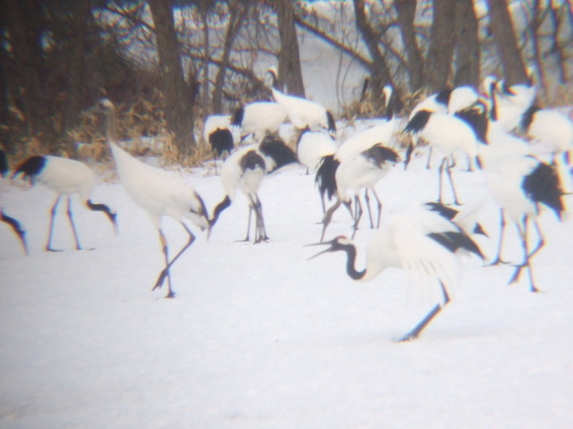 特別天然記念物・タンチョウ２４の写真の写真